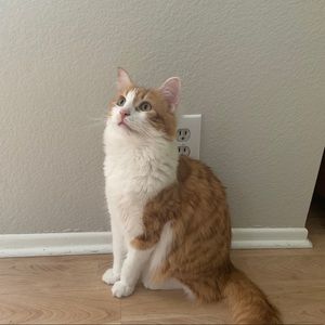 Meet your Posher, Adison